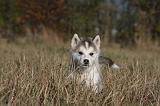 ALASKAN MALAMUTE 487